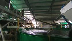 The Salmon Farm of The Future? News Clip