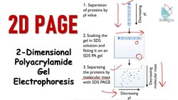 2D polyacrylamide gel electrophoresis Instructional Video