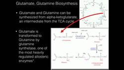 Glutamate, Glutamine Biosynthesis Instructional Video