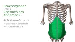 Regionen des Thorax und Abdomen Instructional Video