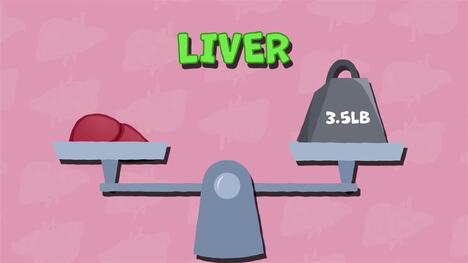 I WONDER - Is The Liver The Largest Organ In The Body?