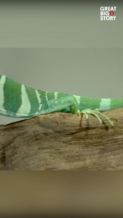 The endangered Fiji Banded Iguana, a natural jewel Instructional Video