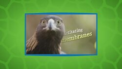 This Golden Eagle Is Really Showing Off Her Predator Side Instructional Video