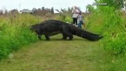 'Godzilla' gator lumbers around Florida reserve News Clip