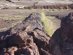 Exploring Fossils: Fossils Instructional Video