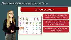 Chromosomes, Mitosis, and the Cell Cycle: How New Cells are Made for Growth and Repair Instructional Video