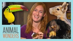 Playing Games With The Animals! Instructional Video