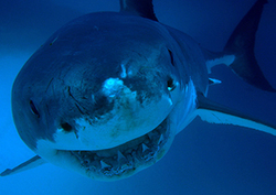 Great White Sharks Instructional Video