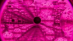 Hallucination museum News Clip