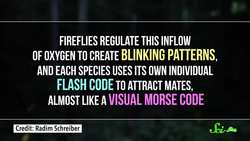 9 Extreme Bug Mating Rituals Instructional Video