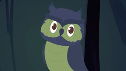 I WONDER - What Is A Nocturnal Animal? Instructional Video