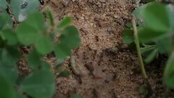 Black House Ant teamwork walking work in the nature Stock Footage