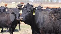 Closure of Brandon auction marks end of an era for cattle producers News Clip