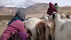 CLEAN : STOCKSHOTS: India-China border spat hits global cashmere production News Clip