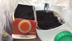 Coronavirus lockdown boosts back-yard cultivation in the UK News Clip