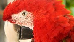 Close up of Red Amazon Scarlet Macaw parrot or Ara macao, in tropical jungle forest. Wildlife Colorful selective focus portrait of bird with vibrant feathers from exotic nature. Stock Footage