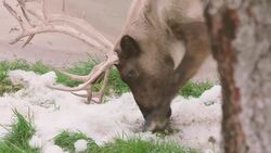Incredible Footage of Zoo Reindeer Experiencing Snow for the First Time Instructional Video