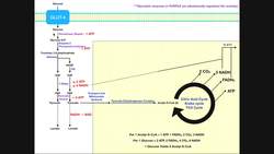 BASICS of Glycolysis and the Krebs Cycle - Production of ATP, NADH, & FADH2 Instructional Video