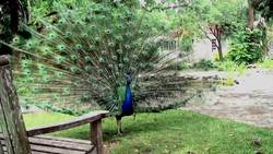 Birds Instructional Video