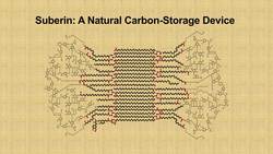 Joanne Chory: How supercharged plants could slow climate change Instructional Video