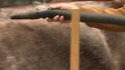 82-year-old man is 1st-time competitor in Agribition chore team event News Clip