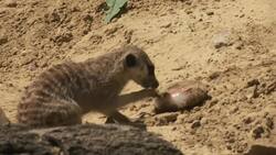 Animals at zoo hosed down as humans enjoy the heat Instructional Video