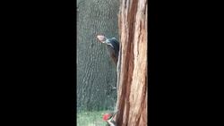 Pileated Woodpecker at Work Instructional Video