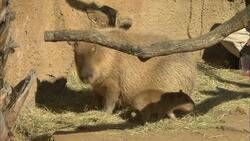 A Baby Capybara Joins a Mixed Exhibit Instructional Video