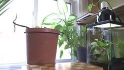 Montrealer adopts Pacific tree frog found in his bag of celery News Clip