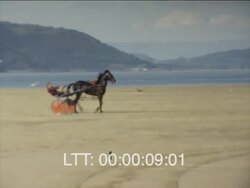 Horse & Buggy On Beach Stock Footage
