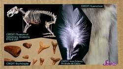 What Are Owl Pellets? Instructional Video