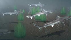 Marine biologist finds six pregnant male sharks Instructional Video