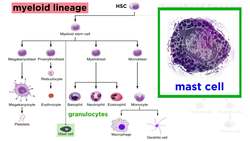 Types of Immune Cells Part 2: Myeloid and Lymphoid Lineages Instructional Video