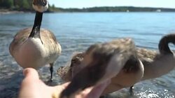 Wild migratory geese require food from tourists on the beach Stock Footage