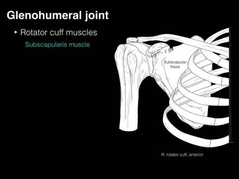Rotator cuff muscles and deltoid muscle