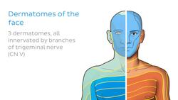 Dermatomes Instructional Video