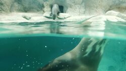 Explore New Surroundings With This Blind Otter! Instructional Video