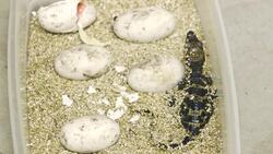 Who Knew Dwarf Crocodiles Could Be This Cute? Instructional Video