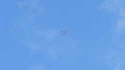 Egret flying in blue sky, slow motion. Stock Footage