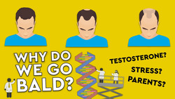 Why Do We Go Bald? Instructional Video