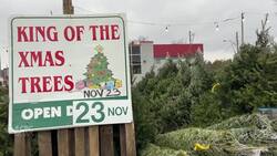 Saving on the holidays? Start by trimming your tree budget News Clip