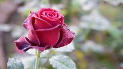 Close up of red rose with dew drop on a bush in a garden Stock Footage