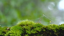 Motion video of waterdrop on green moss Stock Footage