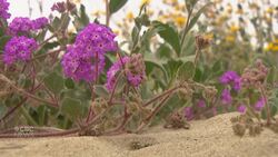 Winter showers bring rainbow of desert wildflowers News Clip