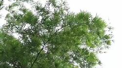 Beautiful Bamboo leaves moving and windy across swaying which green color in the nature forest. Stock Footage