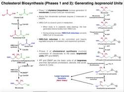 Cholesterol Biosynthesis Stages 1 & 2 Generating Isoprenoids (DMAP and IPP) Instructional Video
