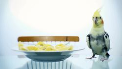 Birds and Humans Instructional Video