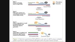 How is the Coronavirus Tested Via the CDC Instructional Video