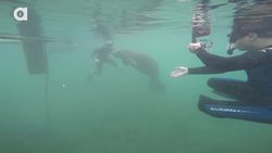 Manatees LOVE Video Cameras! Instructional Video
