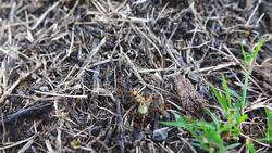 4K: Ants eat Insect Stock Footage